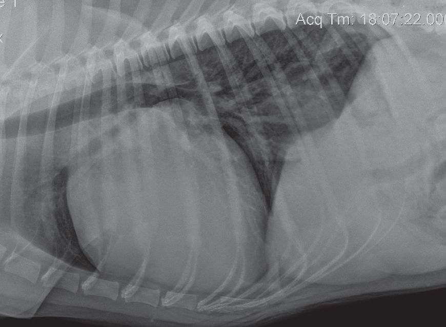 A lateral thoracic radiograph from a 2-year-old Golden Retriever that presented for evaluation of a cardiac arrhythmia and soft heart murmur