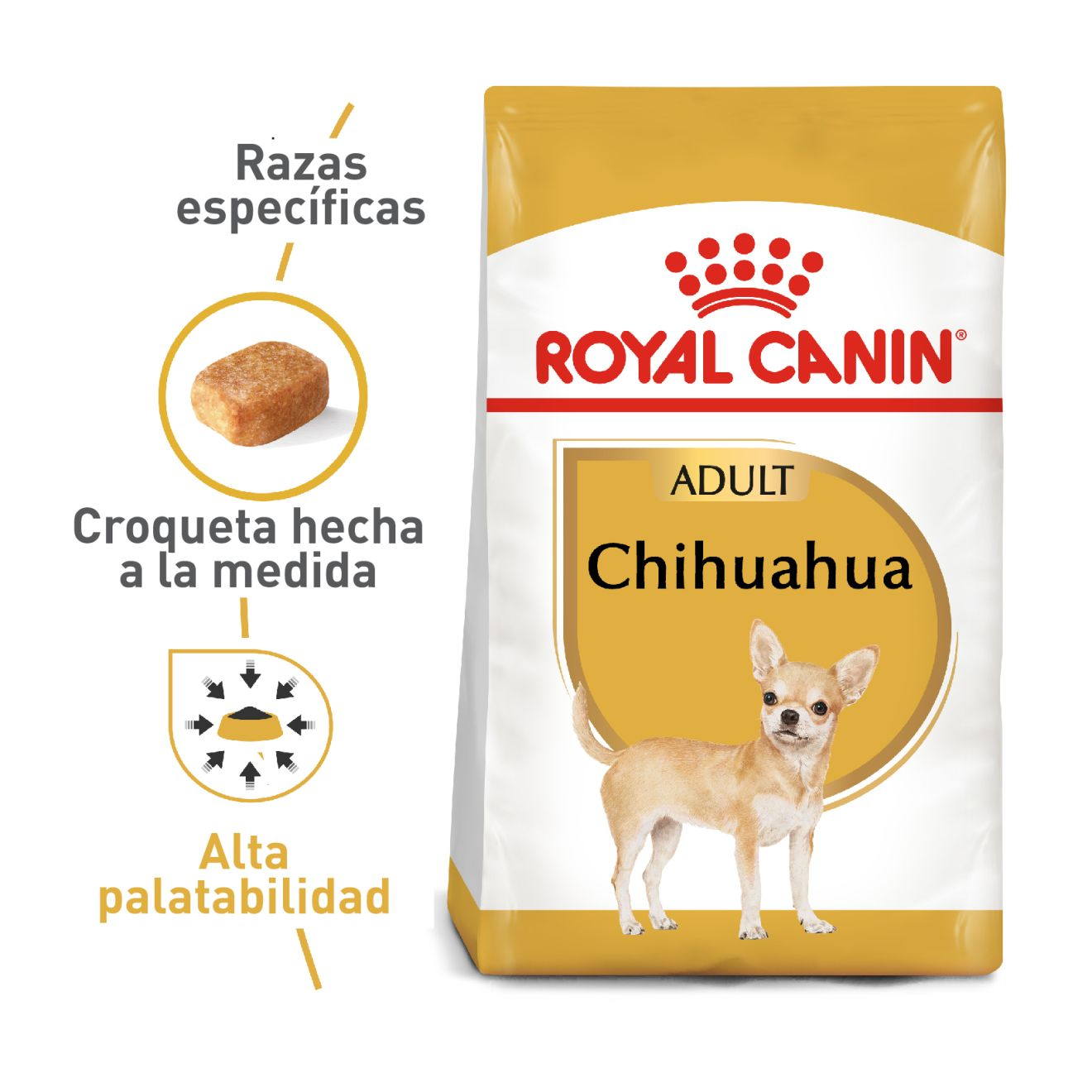 Chihuahua Adulto