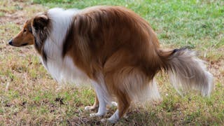 Dietary considerations for dogs with chronic enteropathies