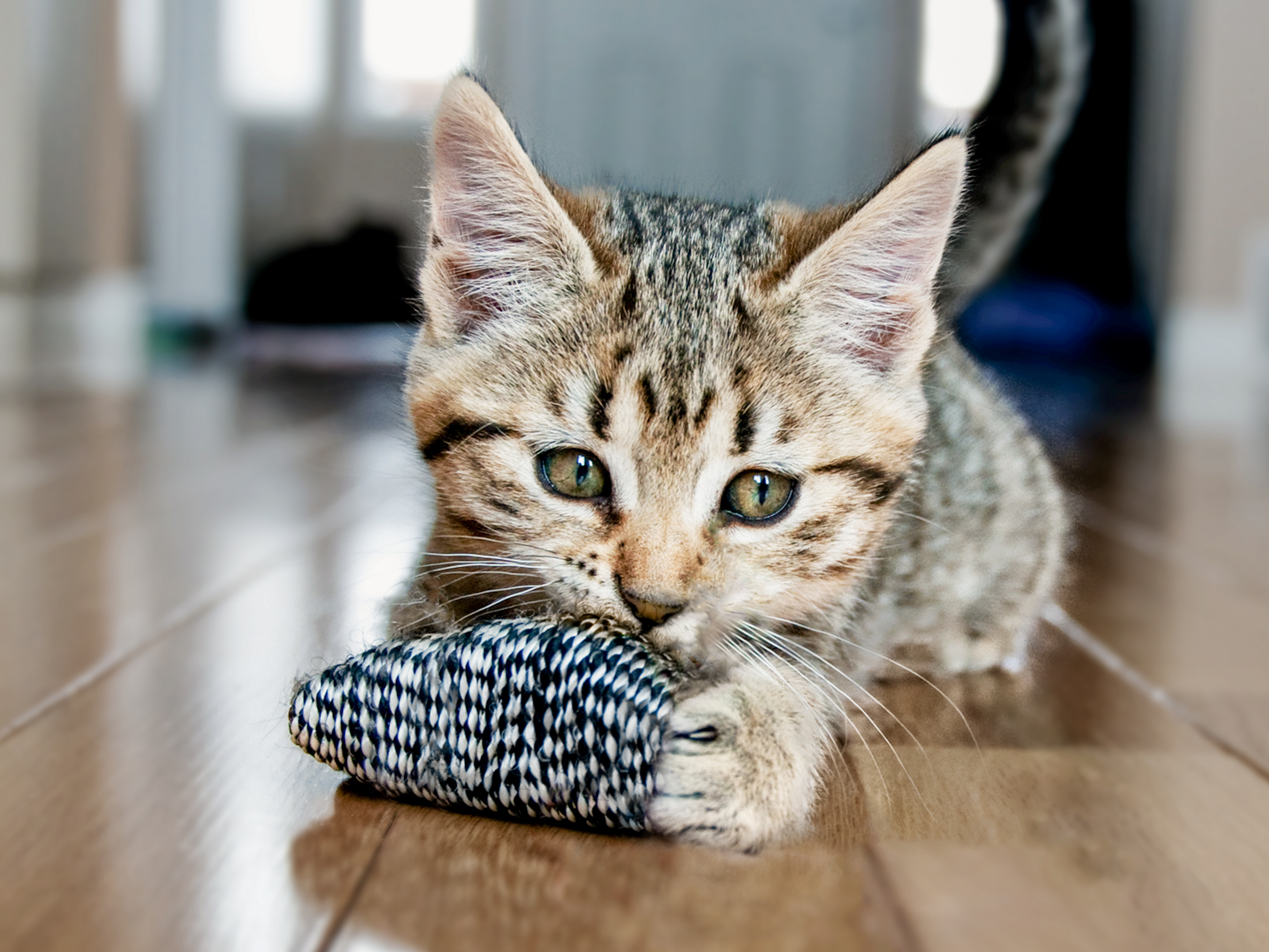 Kitten lying down on a wooden floor playing with a toy