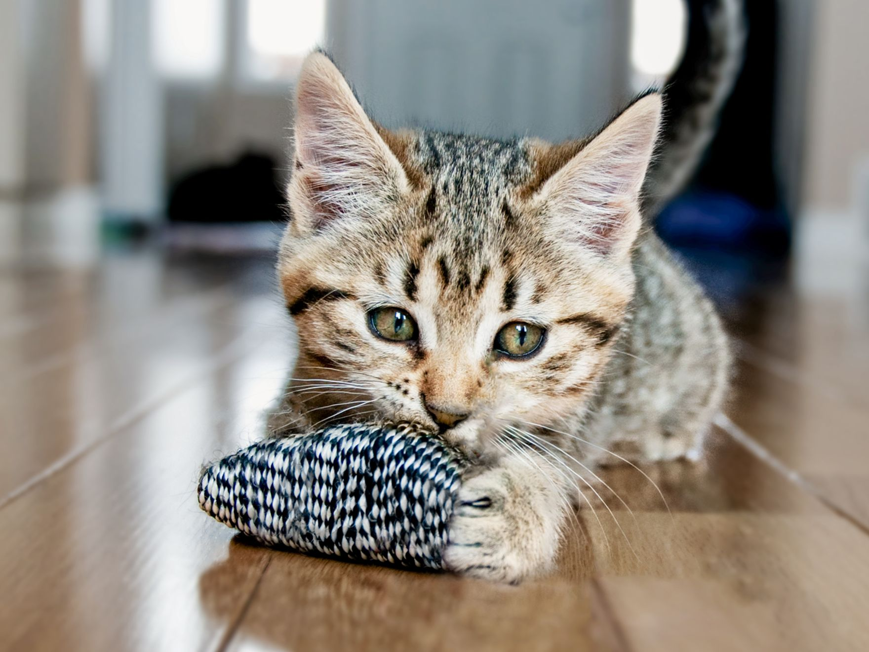 Kitten lying down on a wooden floor playing with a toy