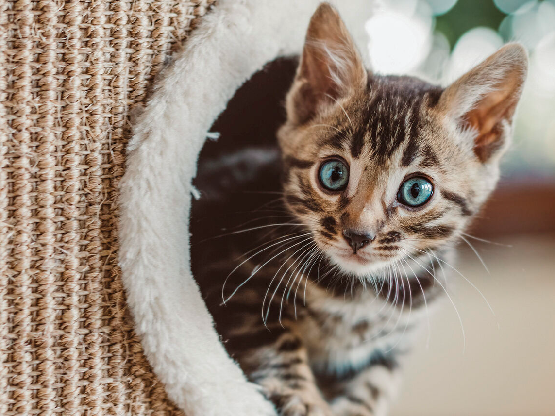 Gatito sentado en un árbol para gatos y mirando hacia una habitación