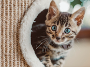 Kitten Development Care Royal Canin ZA