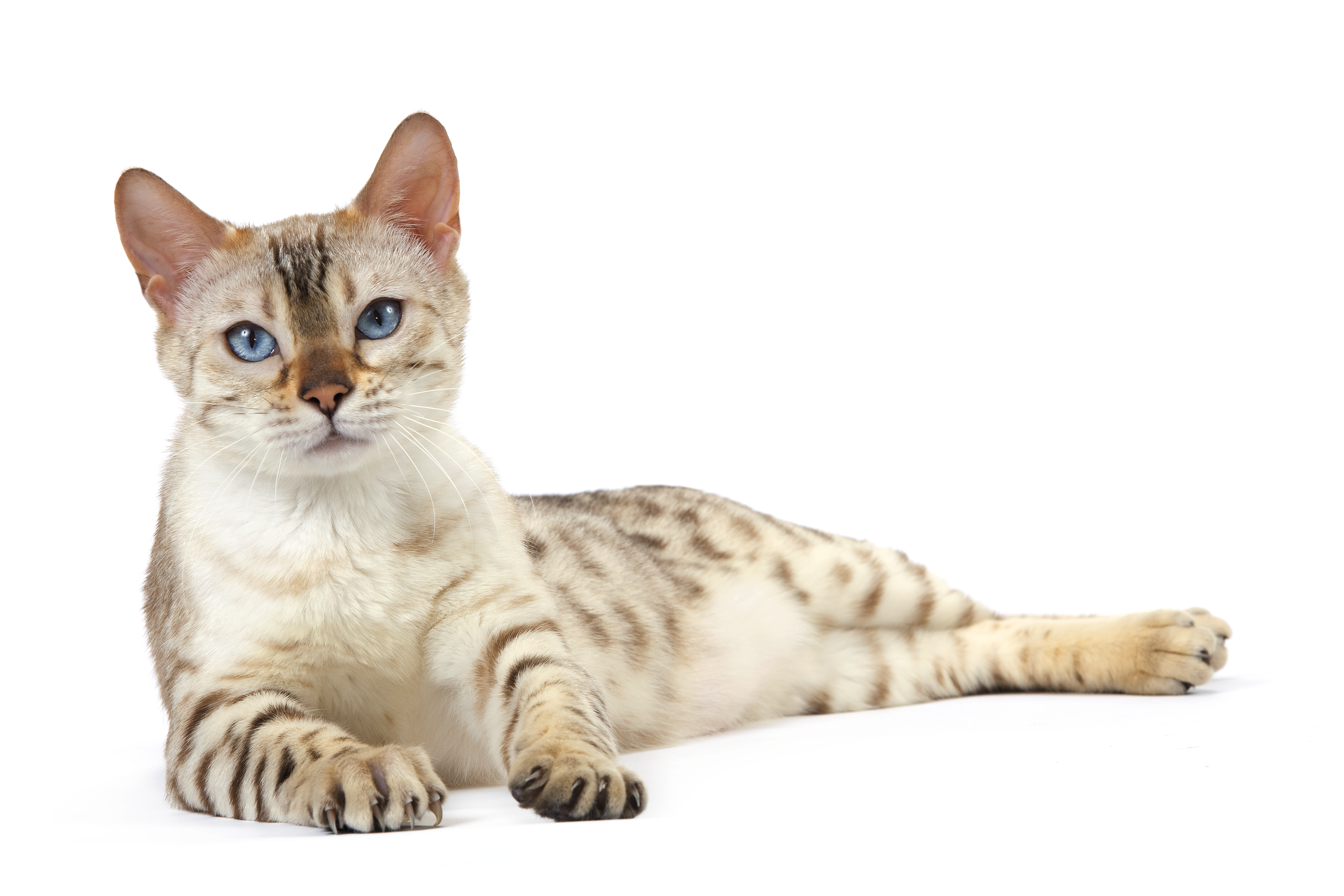 egyptian mau adult