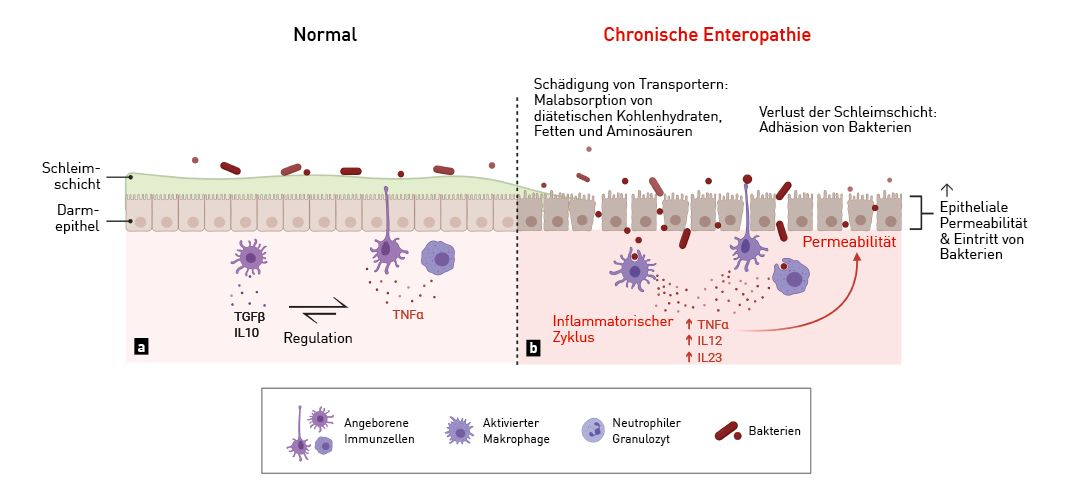 Der Darmtrakt in Gesundheit und Krankheit