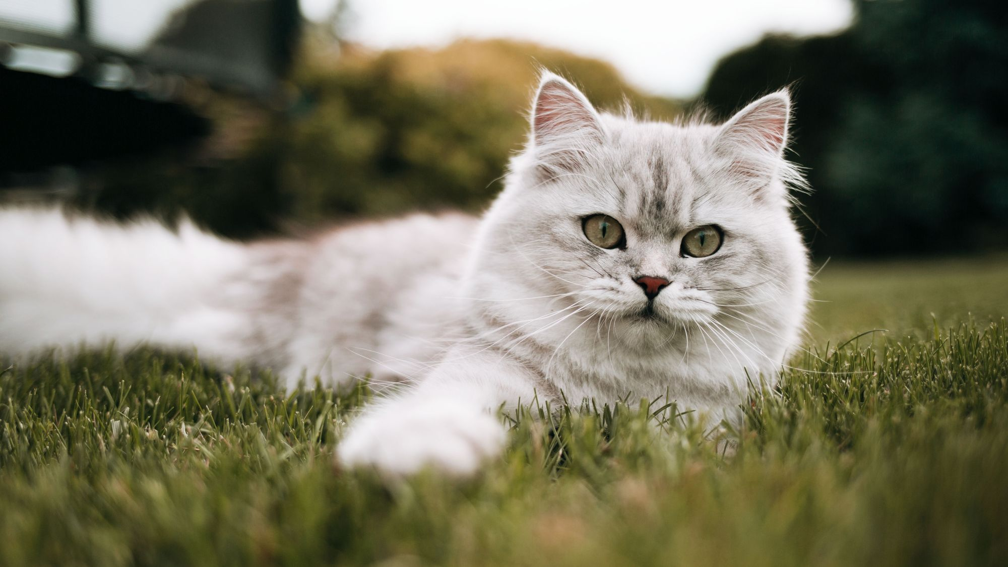 Grey British Longhair on the grass