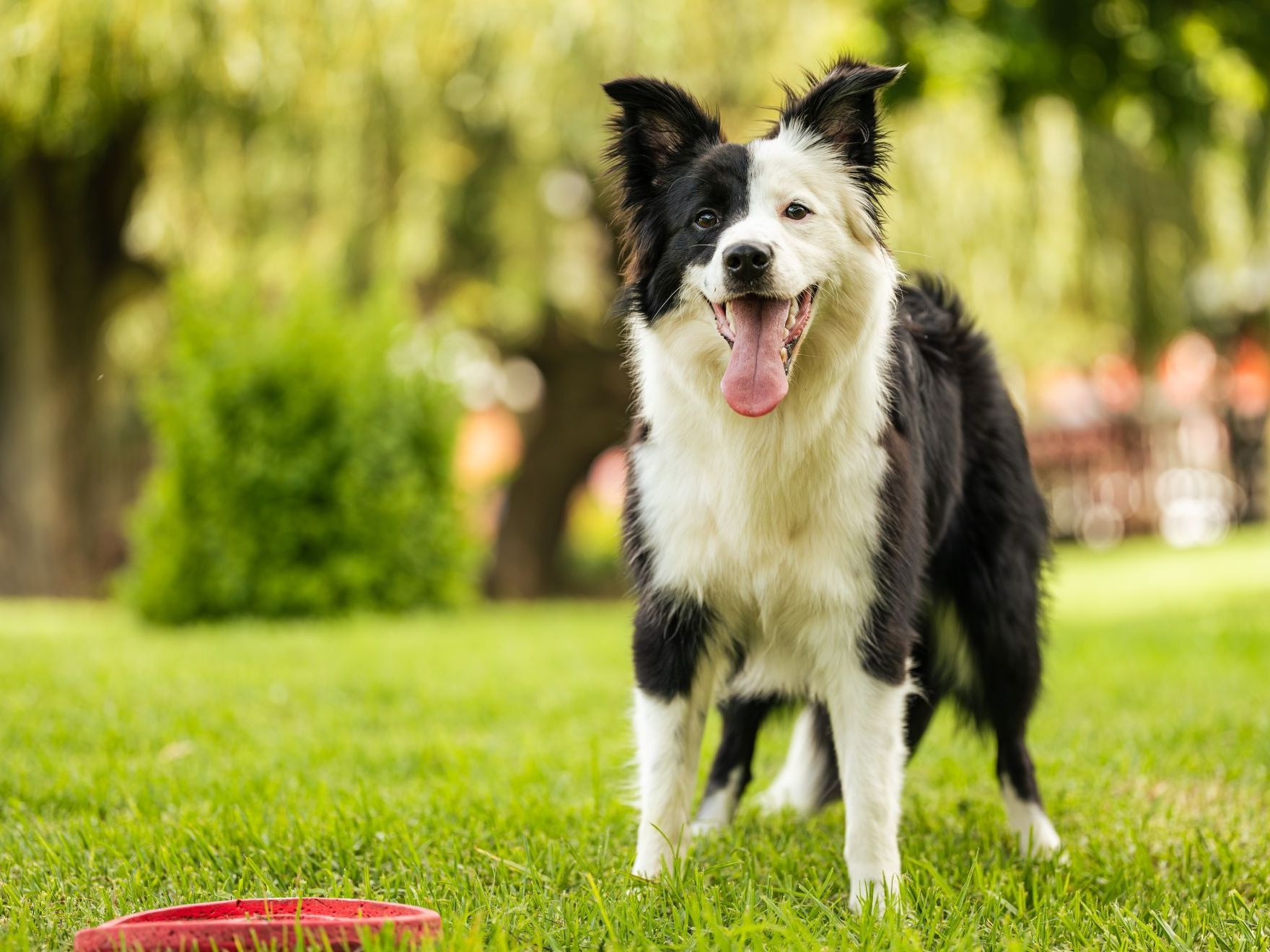 jeune-border-collie-noir-blanc-debout