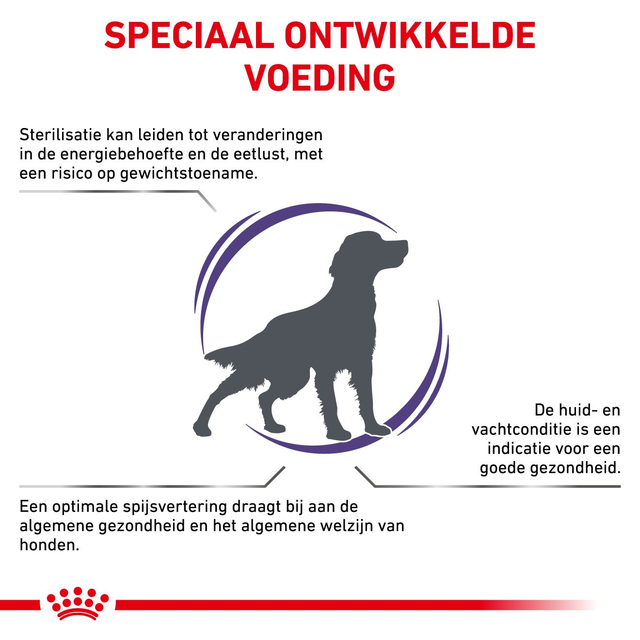 Neutered Adult Medium Dogs