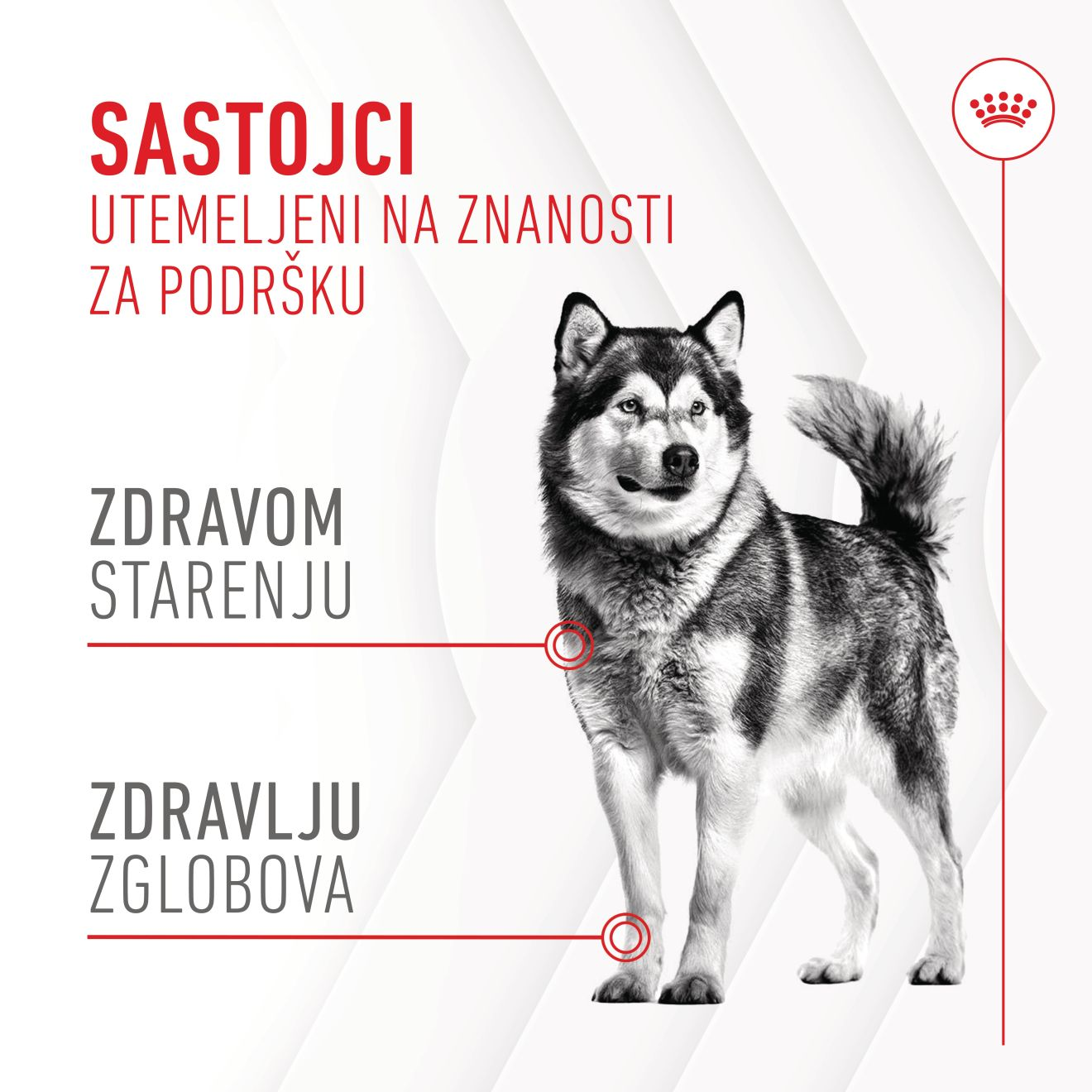 JOINT & AGEING CHEWS