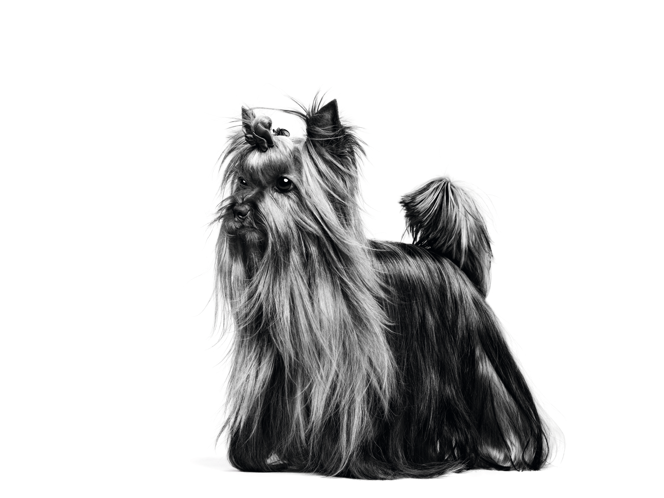 adult yorkshire terrier