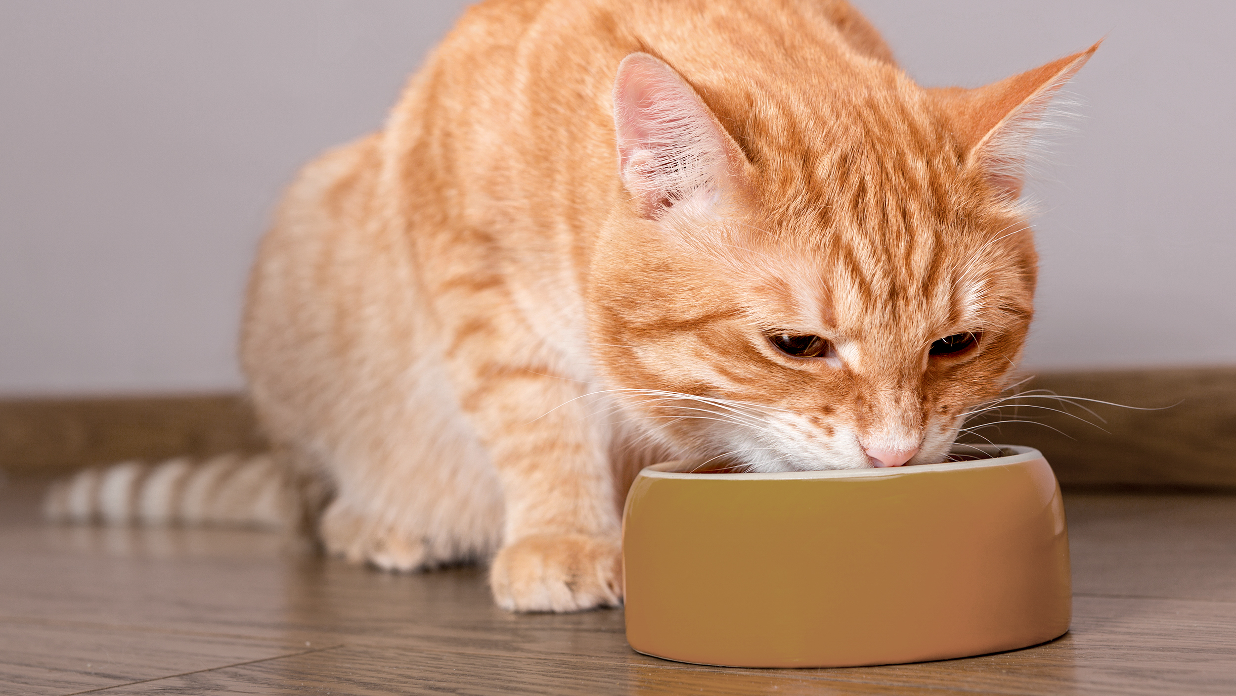 Alimentando seu gato