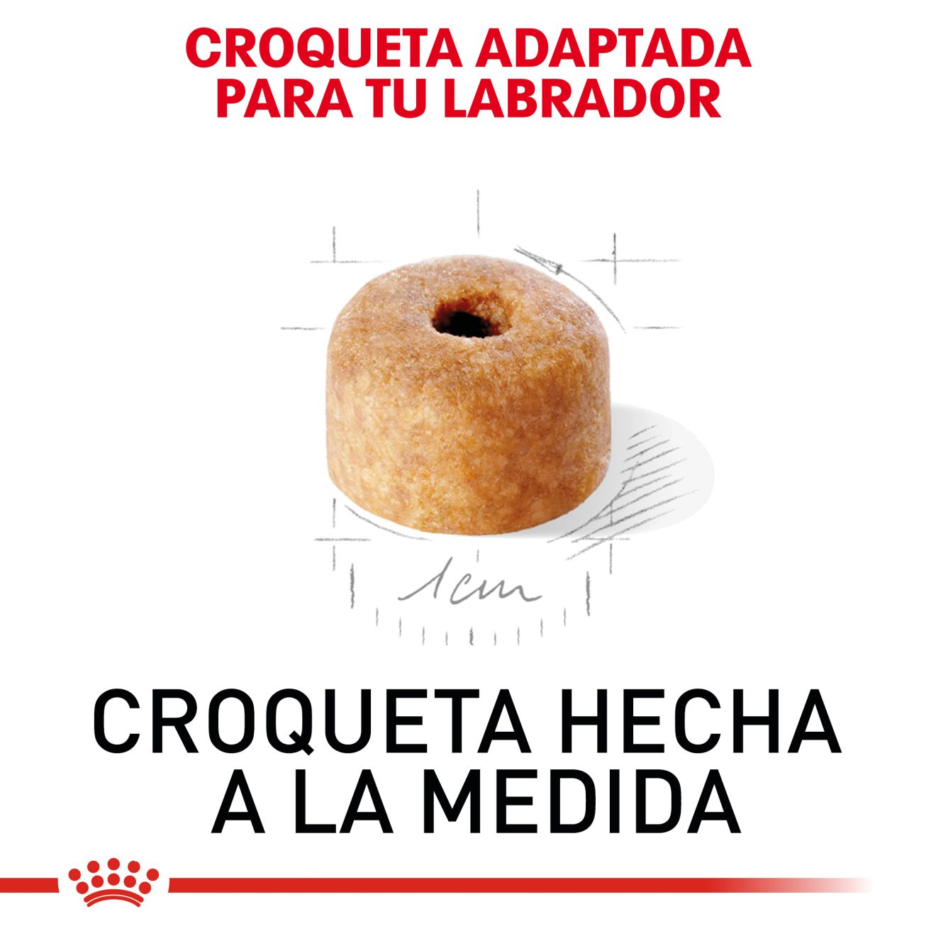 Labrador Retriever Cachorro