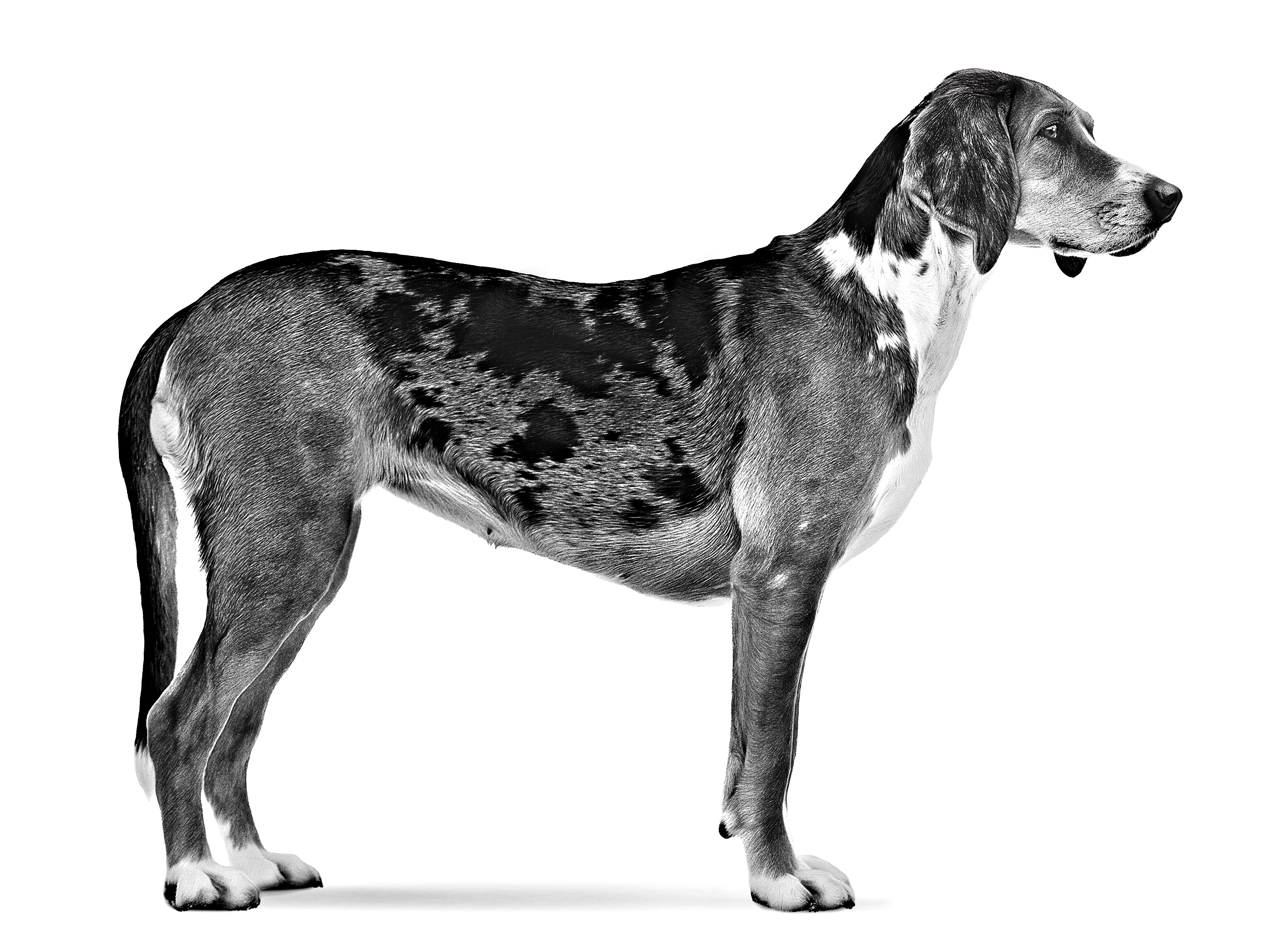 Norwegian Hound standing adult black and white