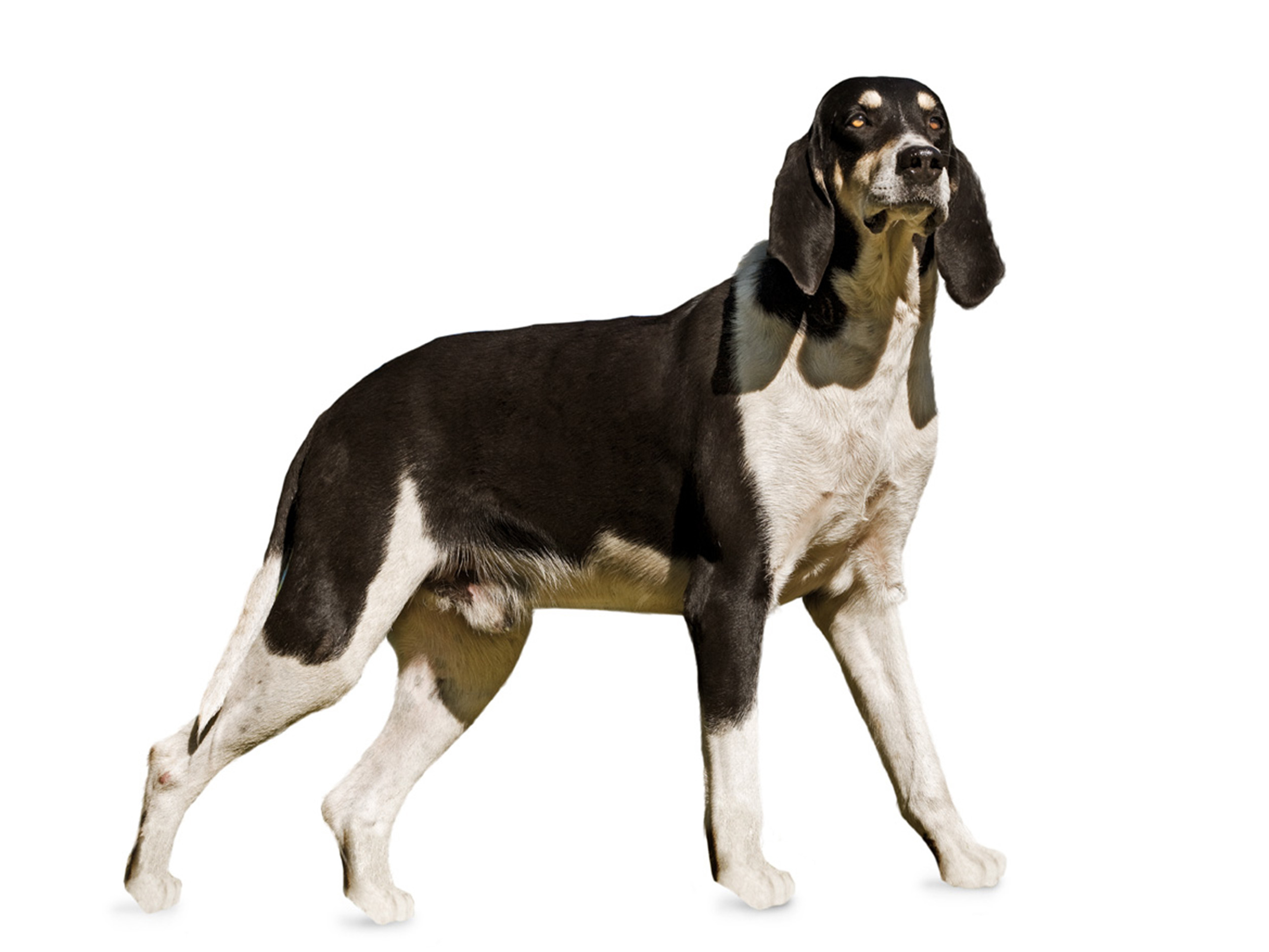 French White and Black Hound adult black and white