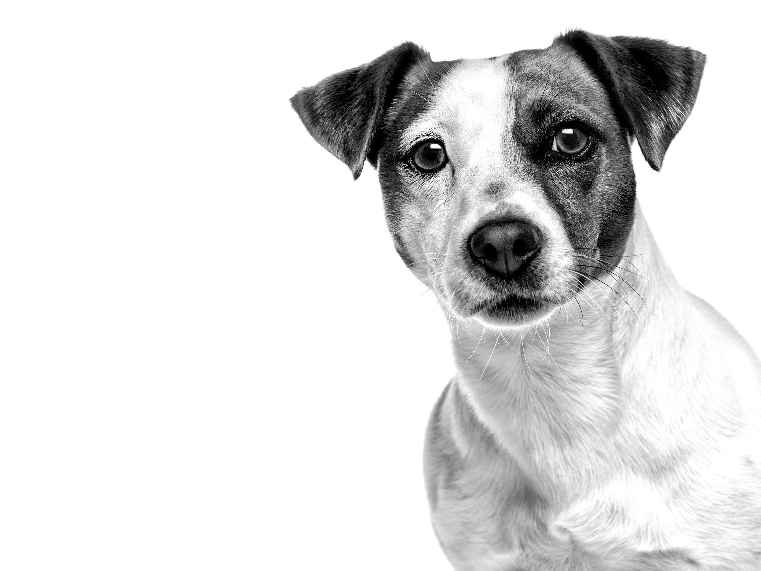 sind jack russell terrier familienhunde