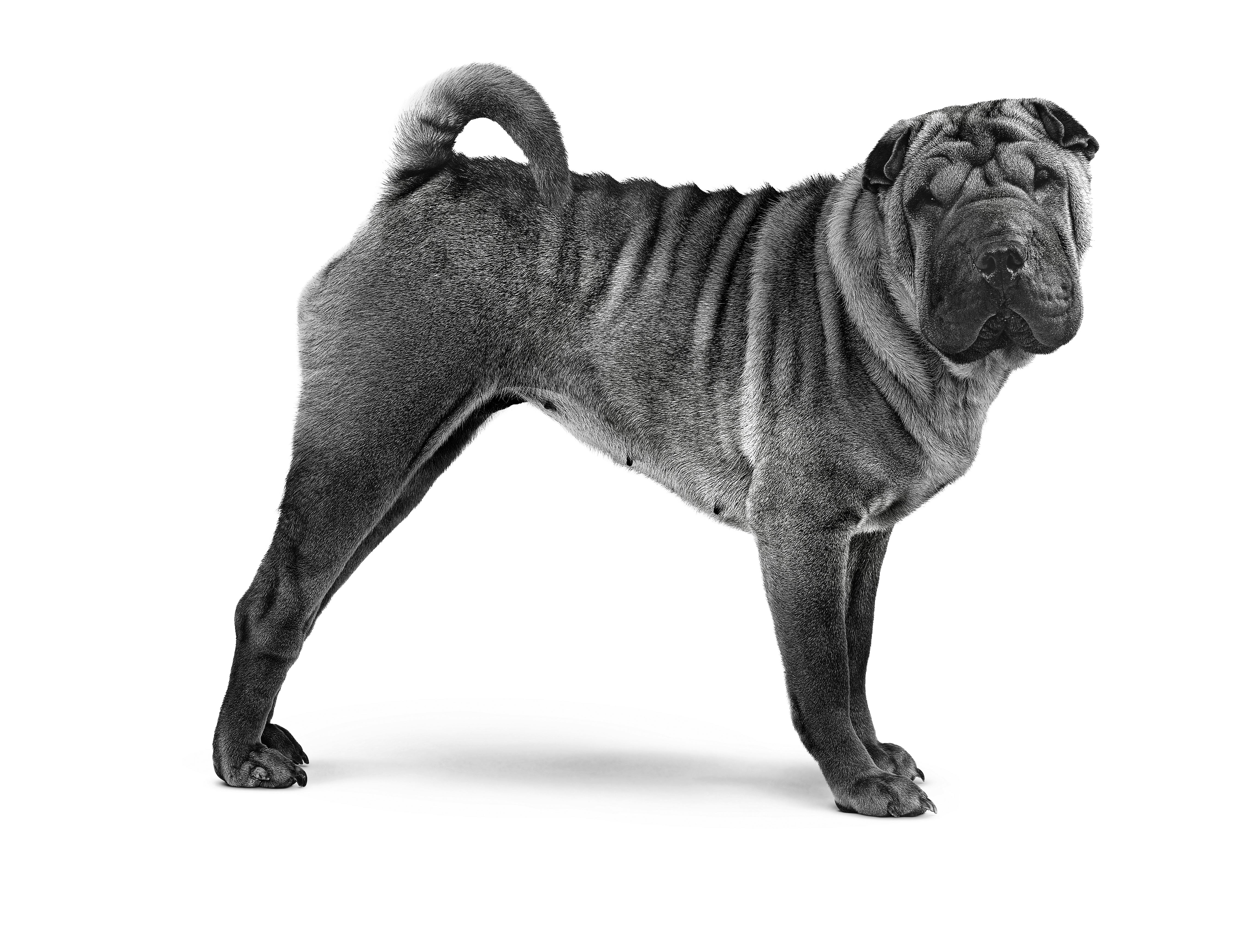 Shar best sale pei pret