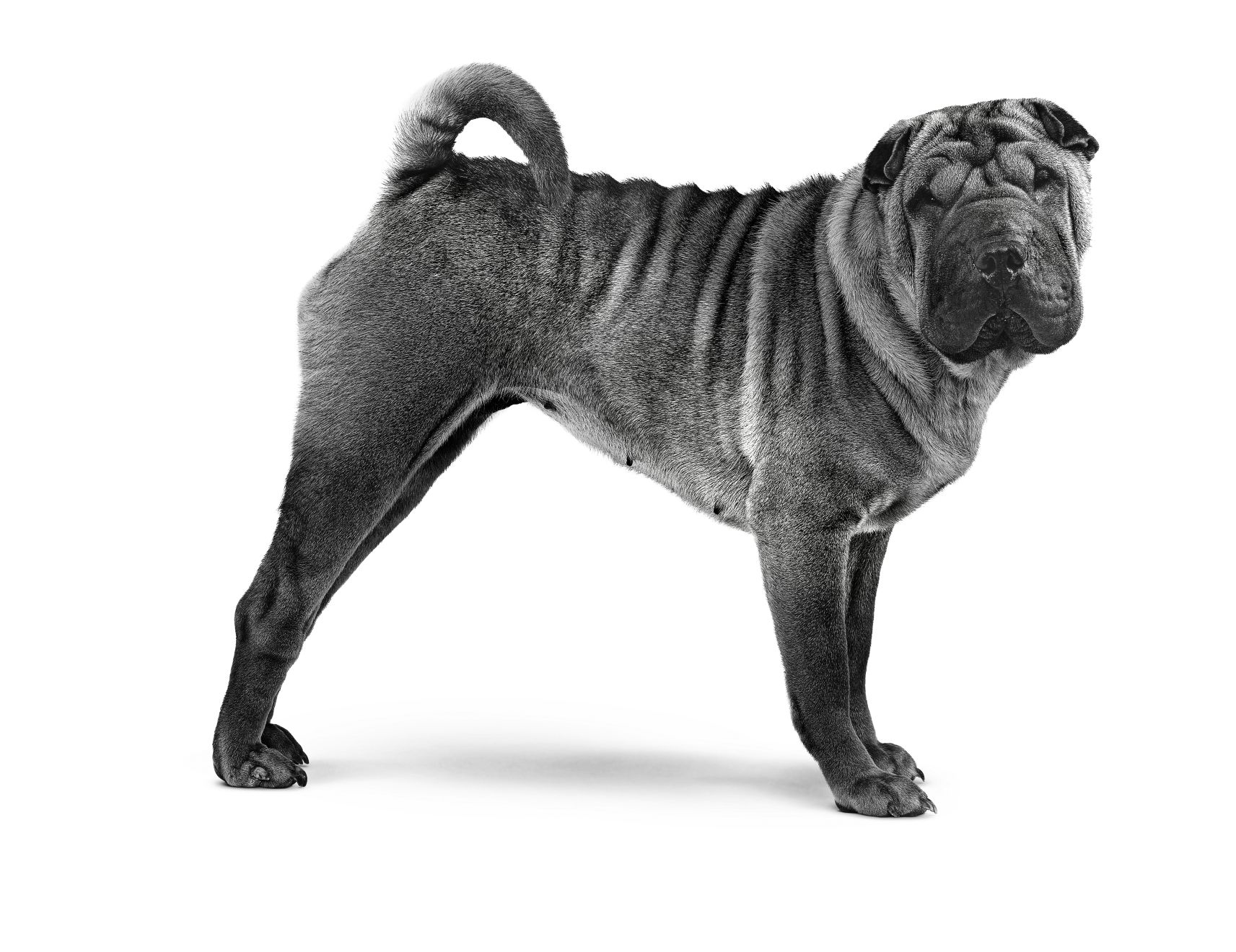 Shar Pei adult in black and white