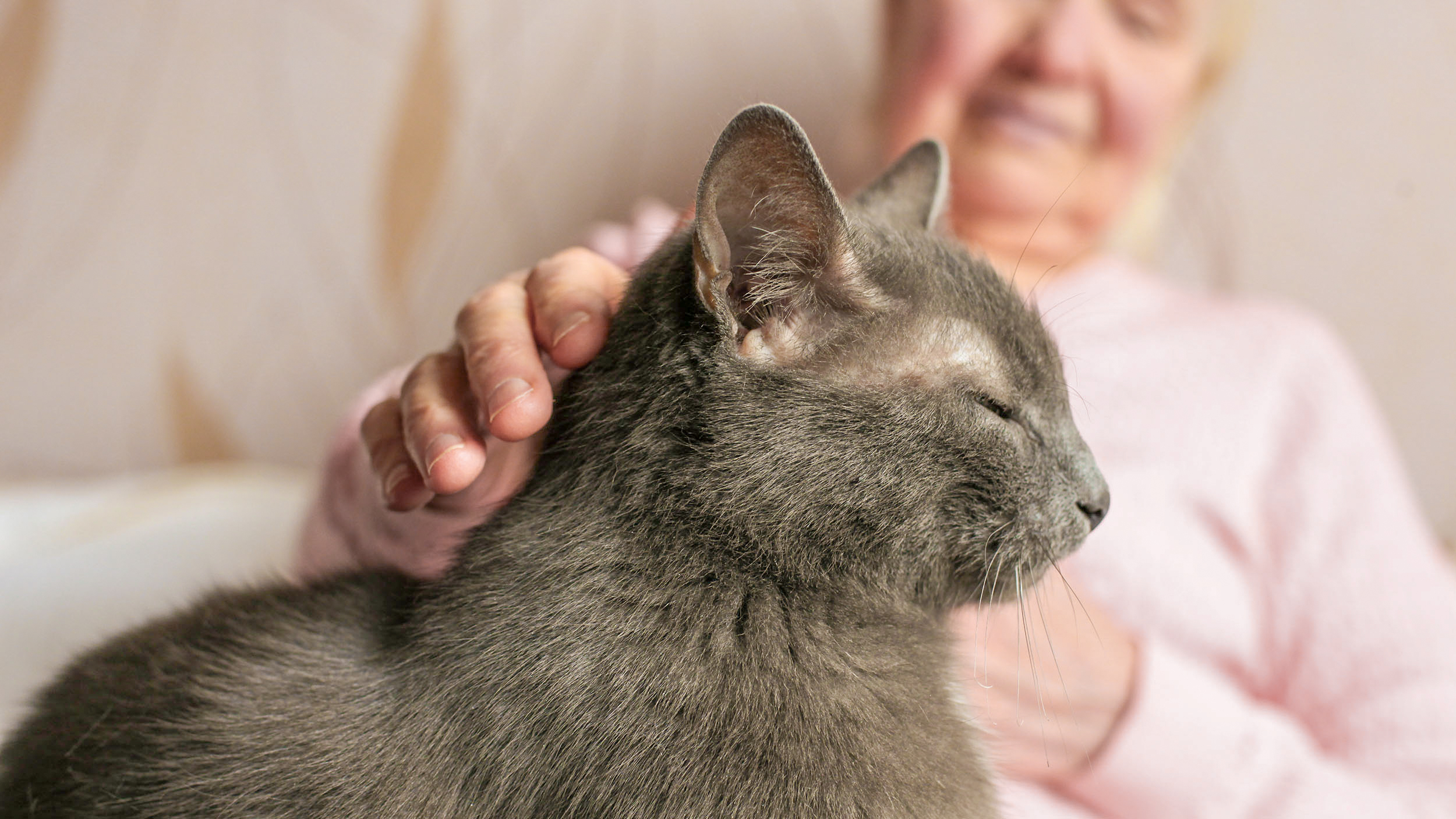 Ageing cat sitting down on an ageing owners knee while being stroked.