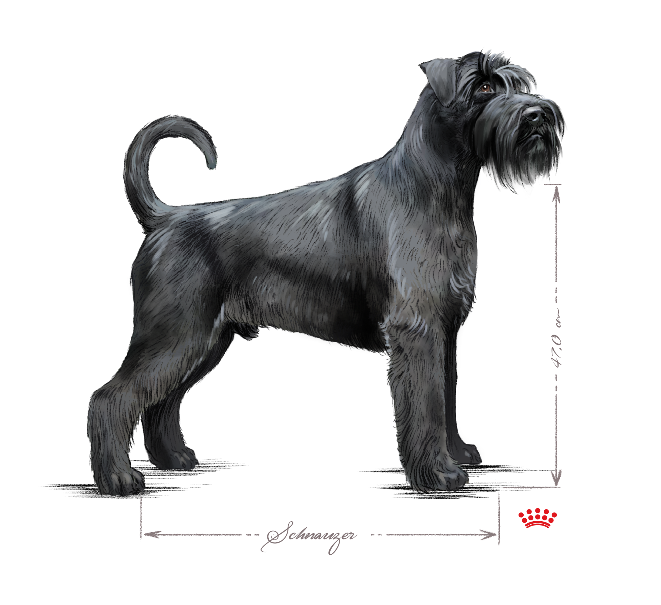 black and white Schnauzer adult 