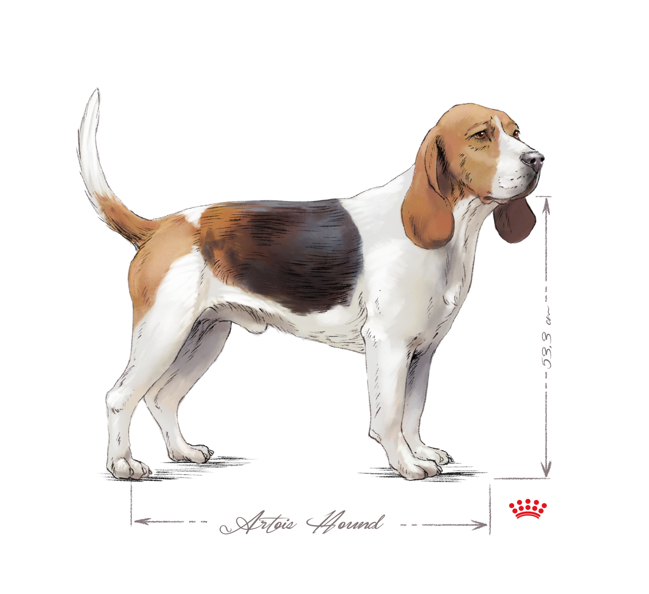 Chien d'Artois