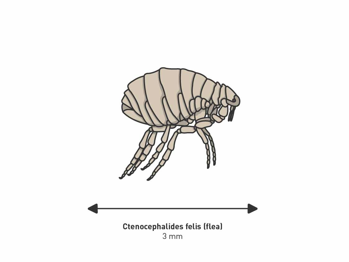 Illustration of flea