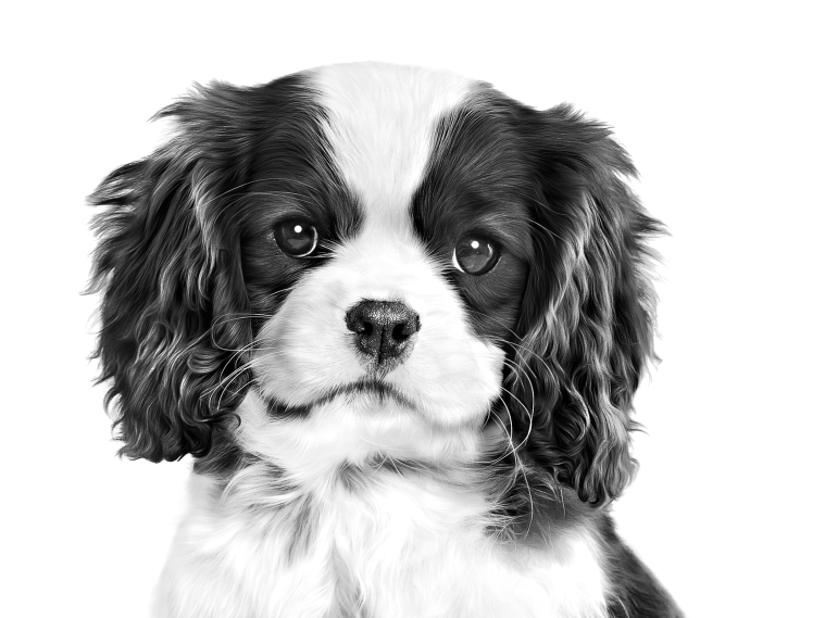 Svart/hvitt-bilde av cavalier king charles spaniel