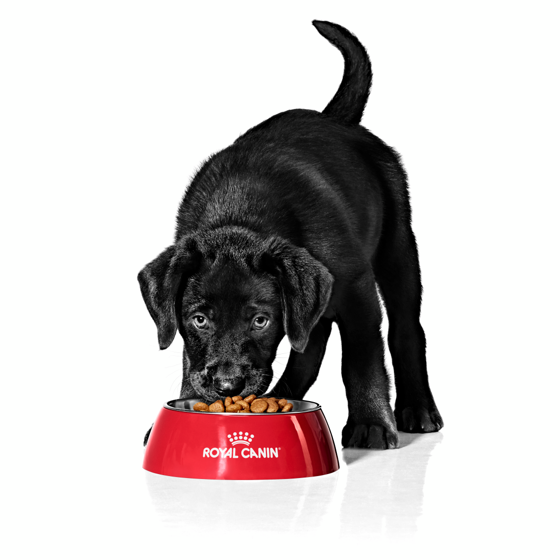 LABRADOR PUPPY EATING - START OF LIFE EMBLEMATIC