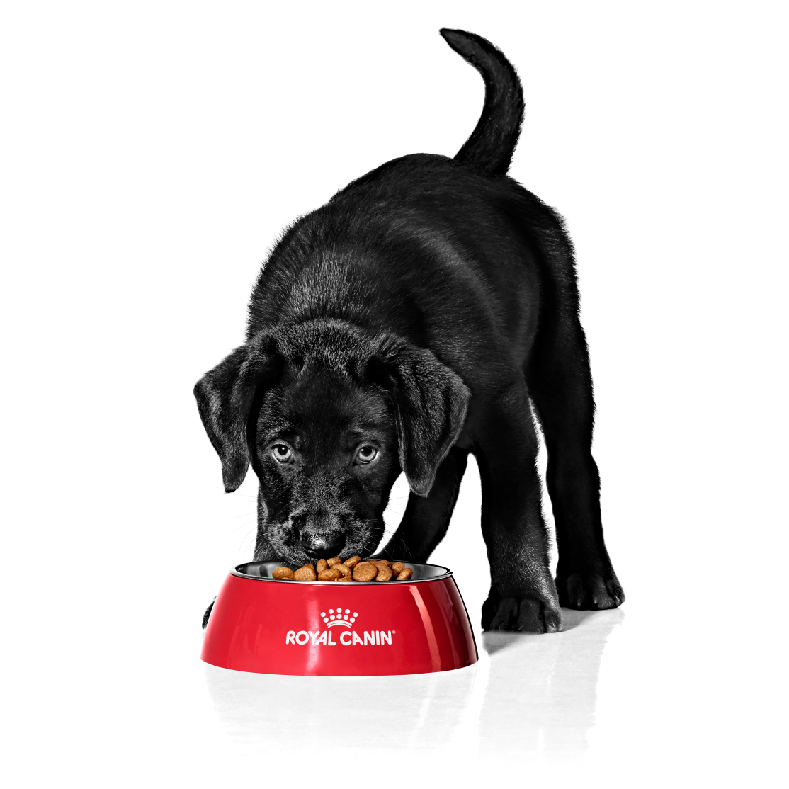 Puppy feeding and nutrition guide Royal Canin US