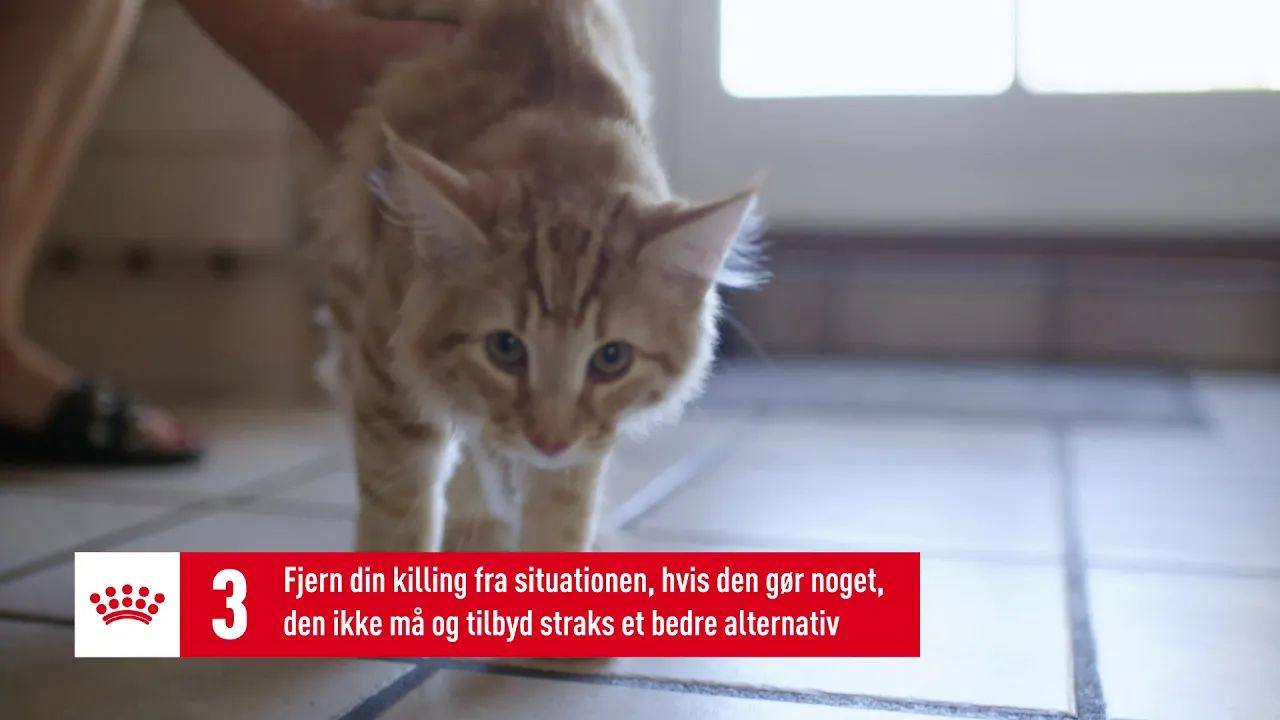 Tips til opdragelse af din killing