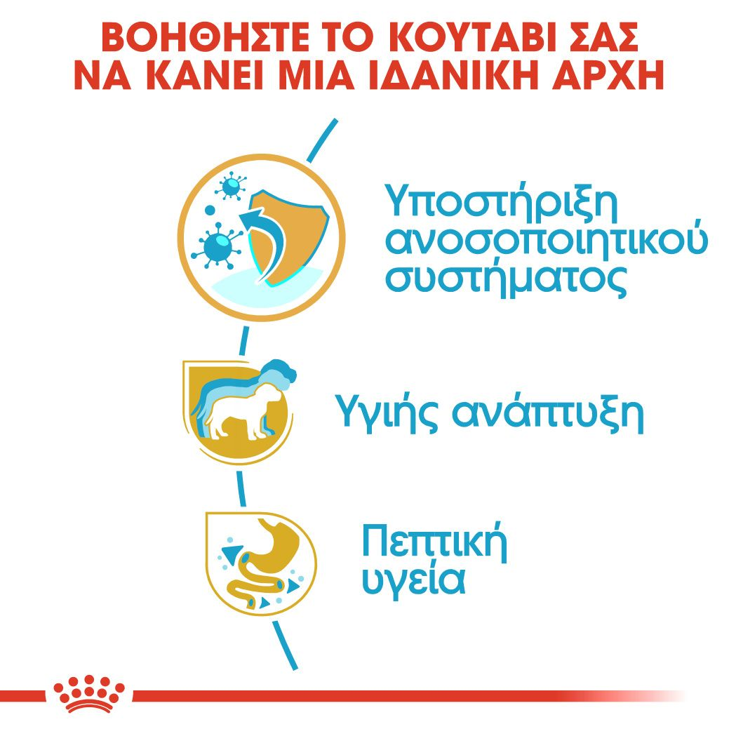 Jack Russell Terrier Puppy