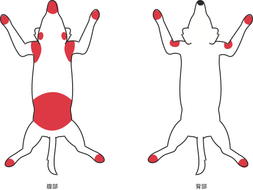 犬アトピー性皮膚炎