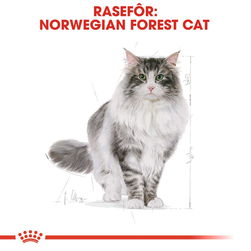 Norwegian Forest Cat Adult