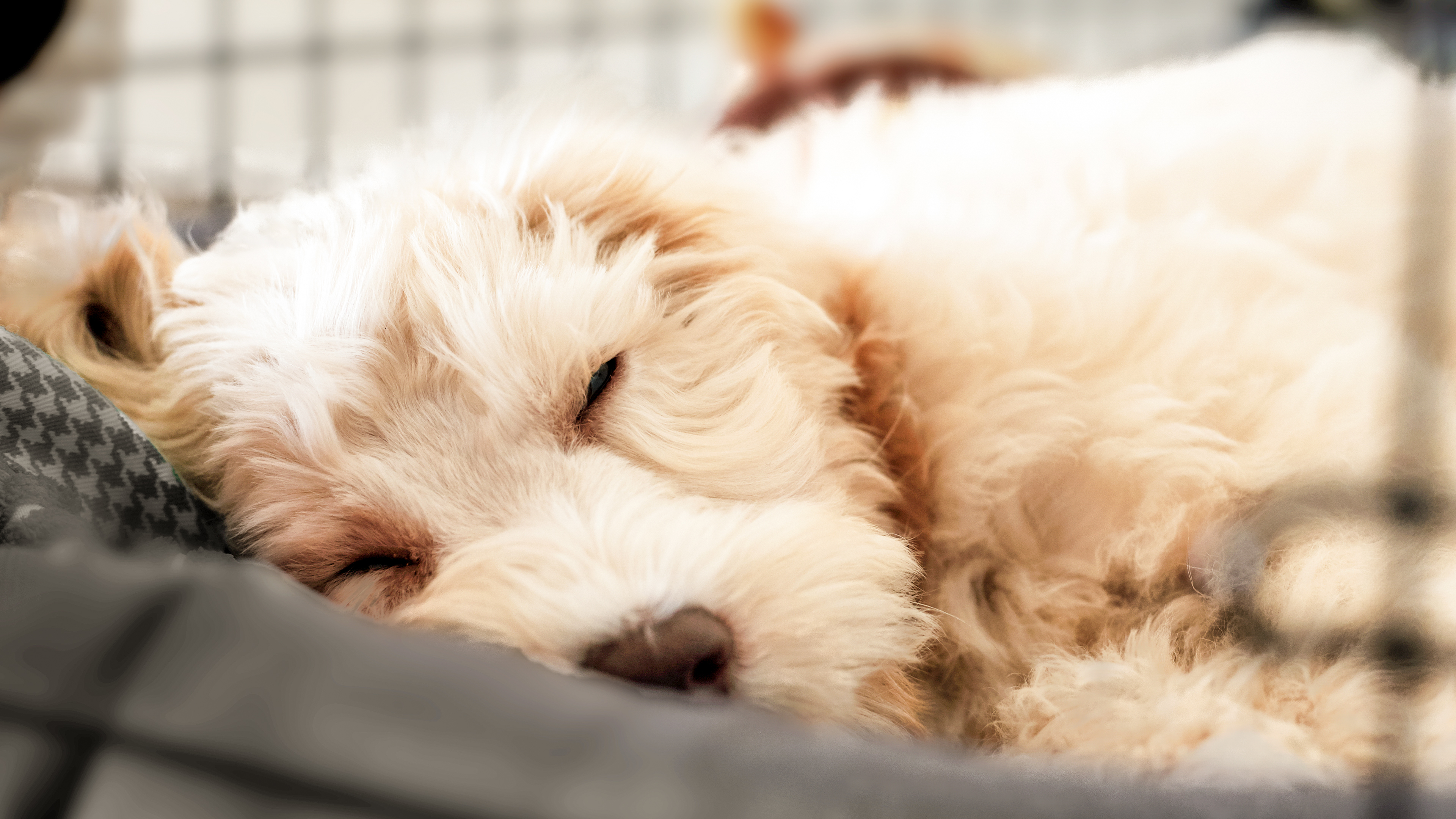 Puppy sleeping in a puppy crate