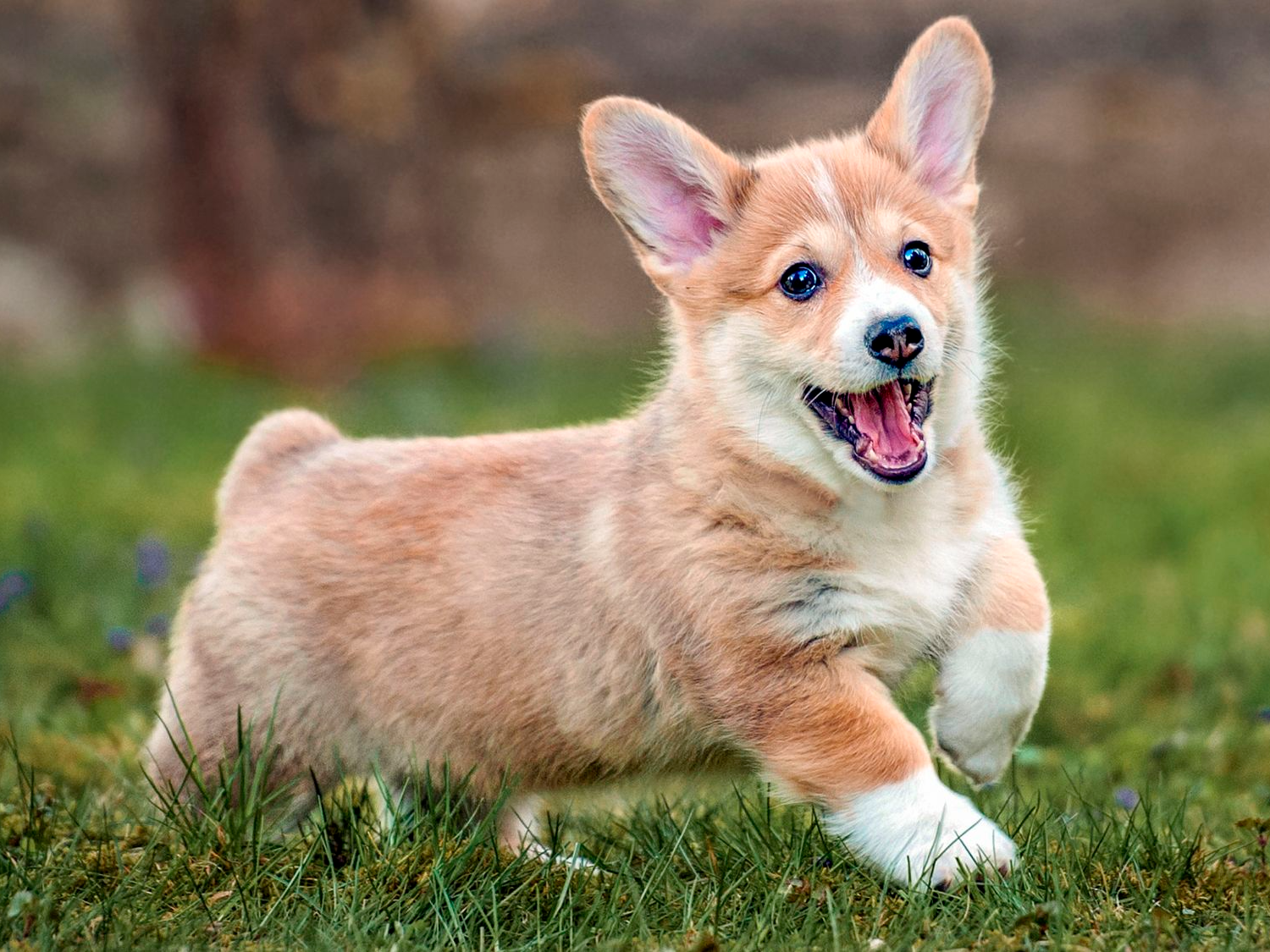 Cachorro de Corgi Galés de Pembroke corriendo en un jardín