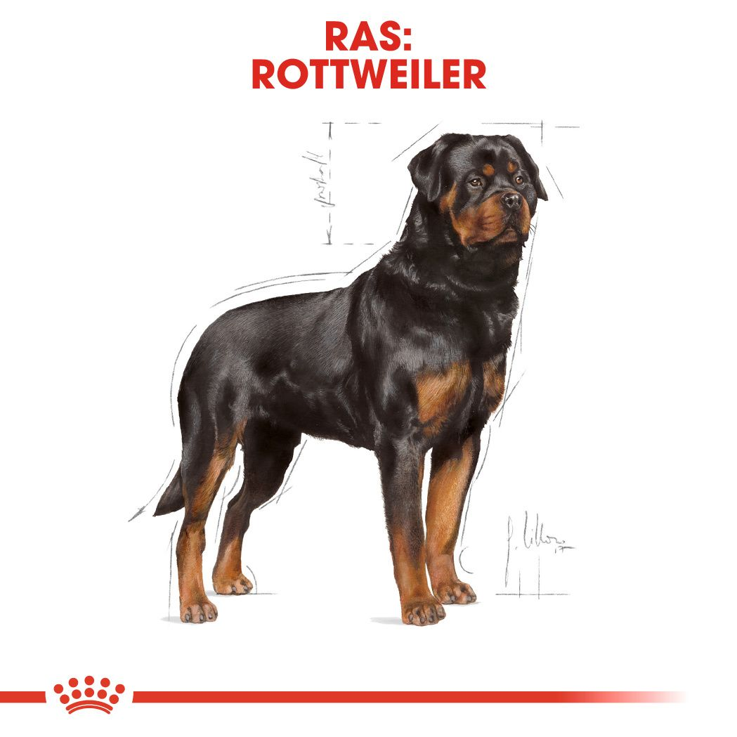 Rottweiler Adult