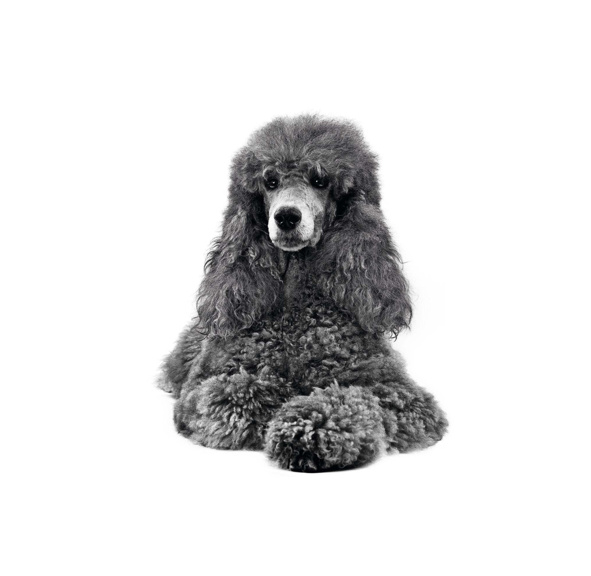 Black and white poodle laying down