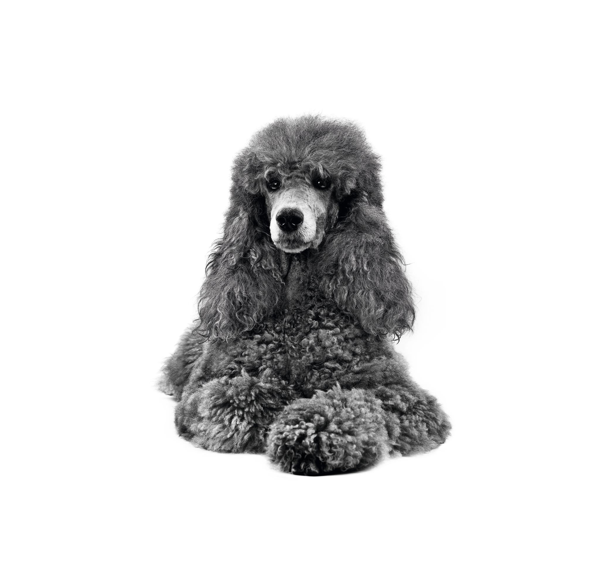 Royal canin 2024 standard poodle