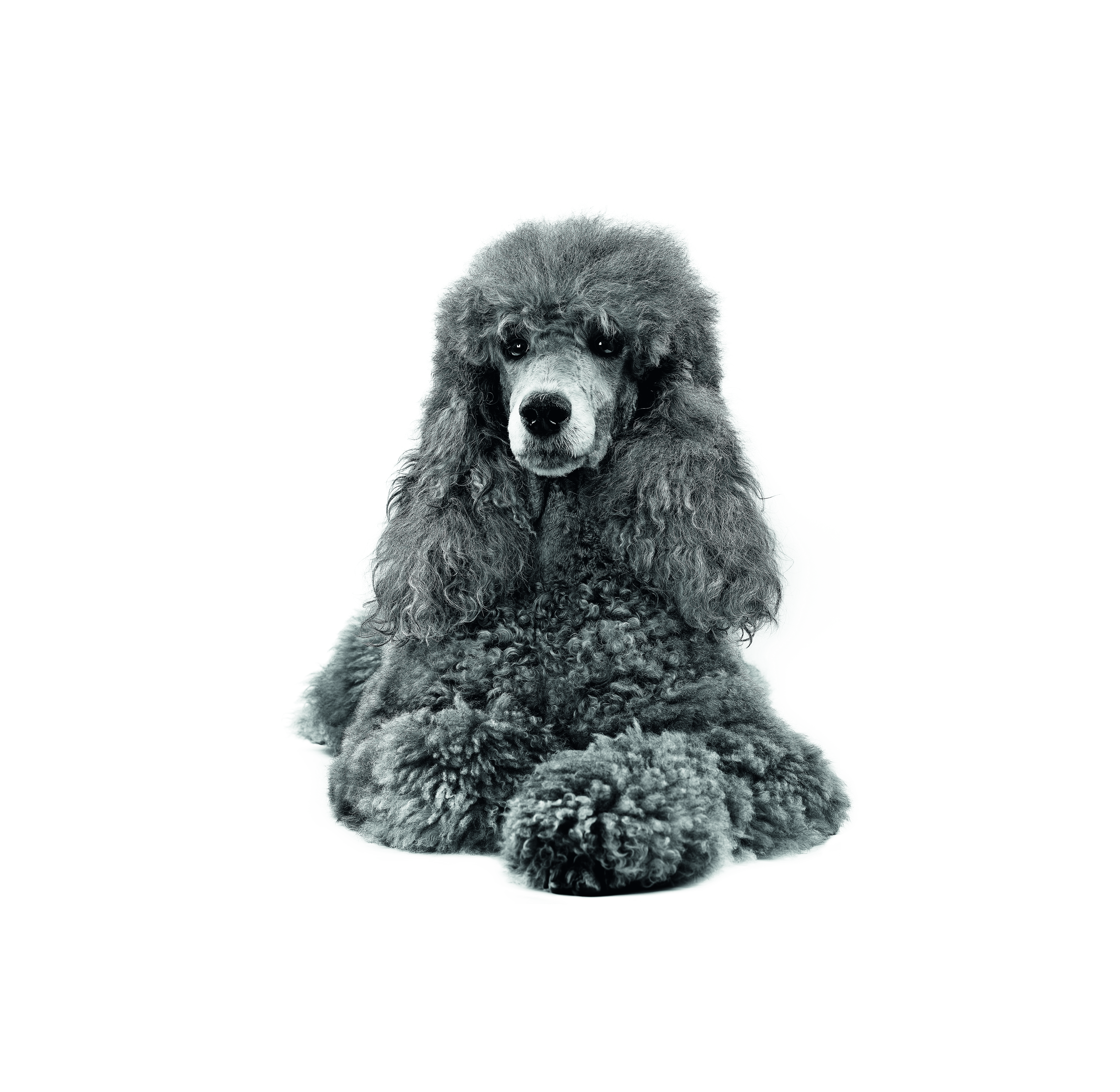 Poodle Adult sitting in black and white on a white backgorund