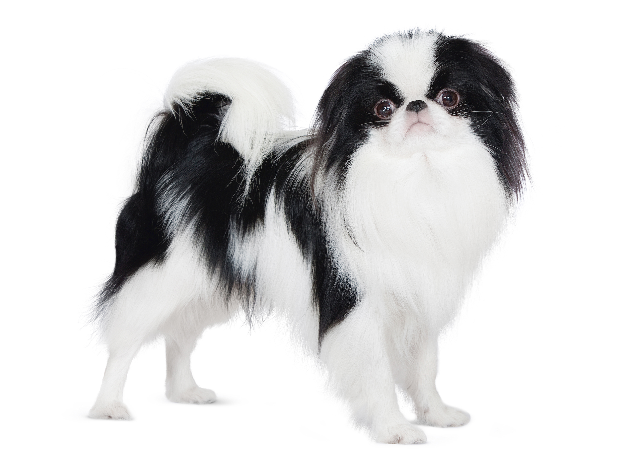 Japanese Chin adult black and white
