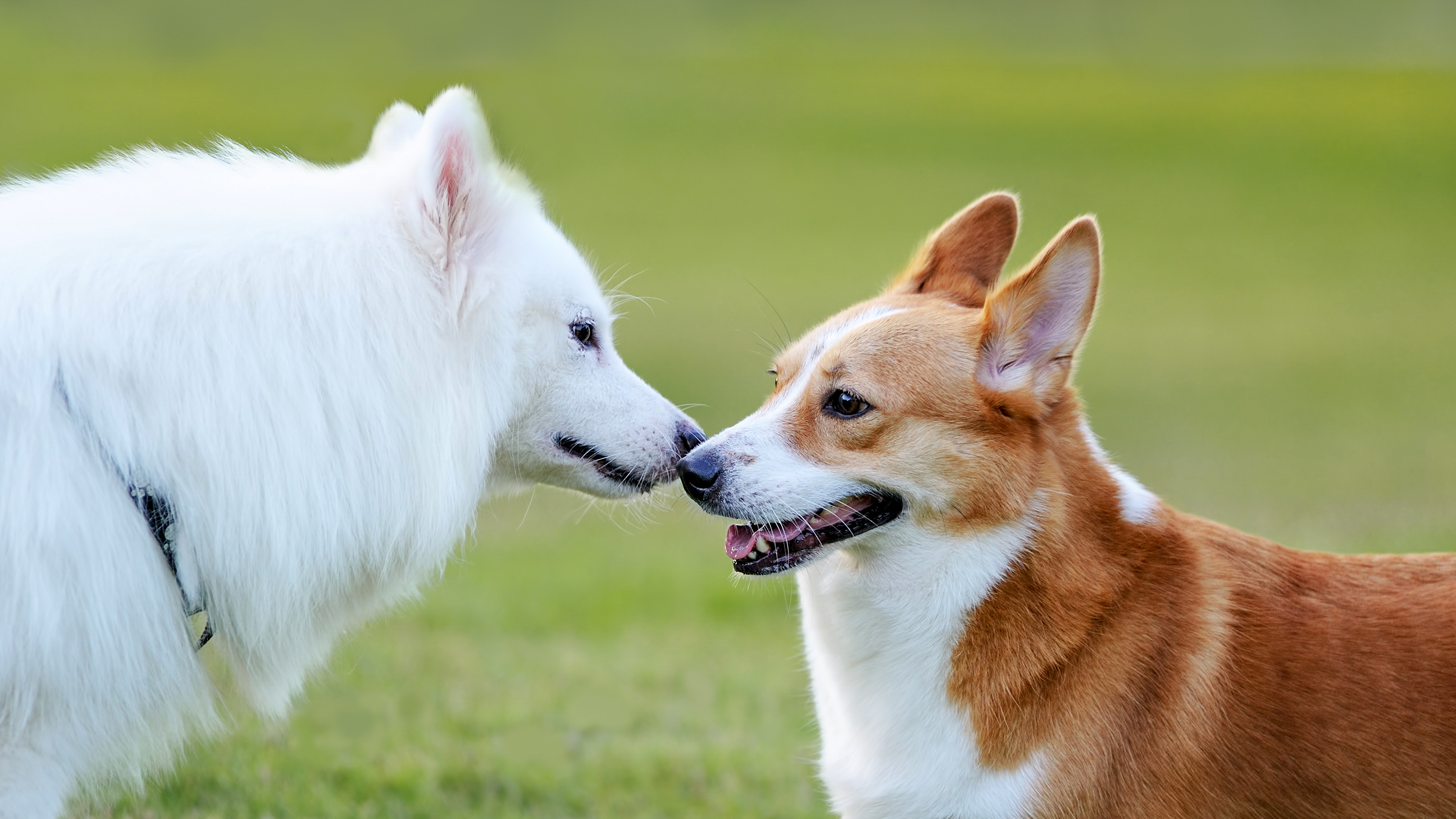 Présenter Votre Chien à Vos Chats Et Autres Animaux De