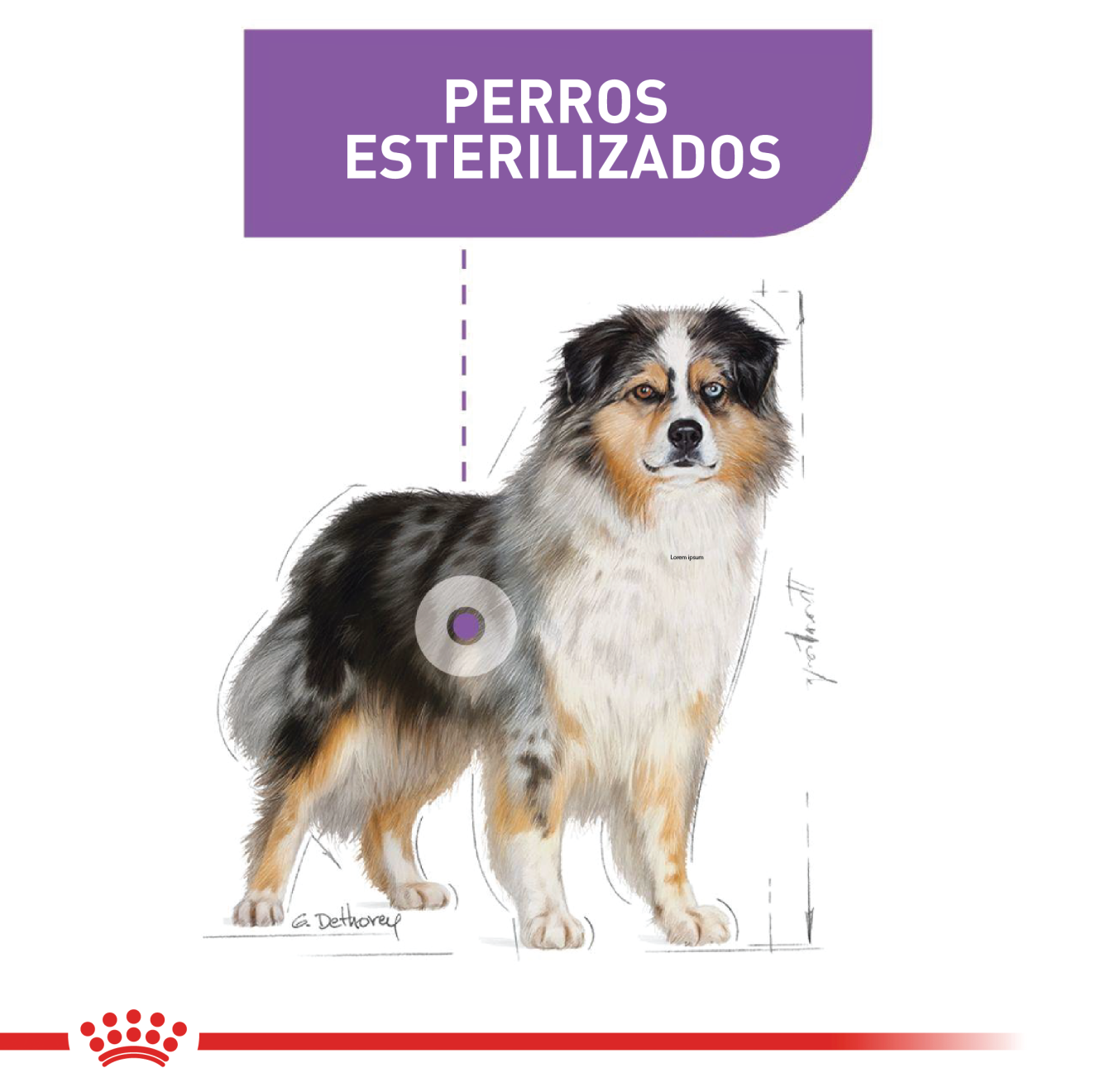 Perro Mediano Esterilizado