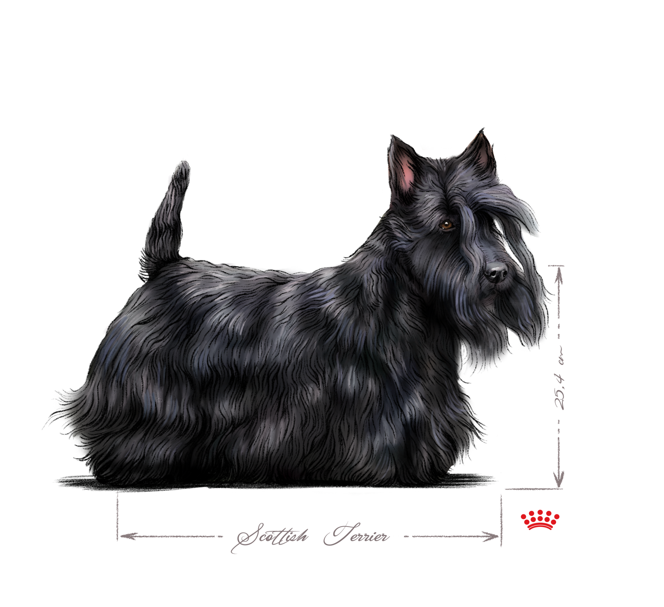 black and white scottish terrier adult 