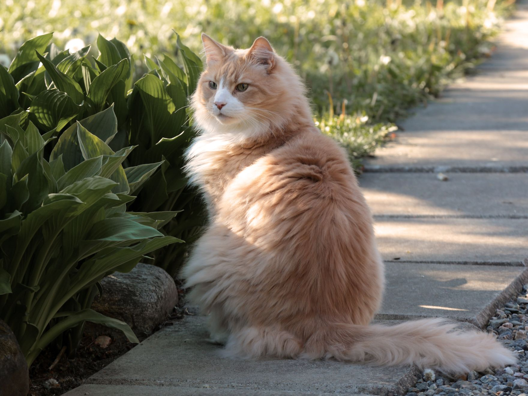 Ginger cat sat on pavement near a bush