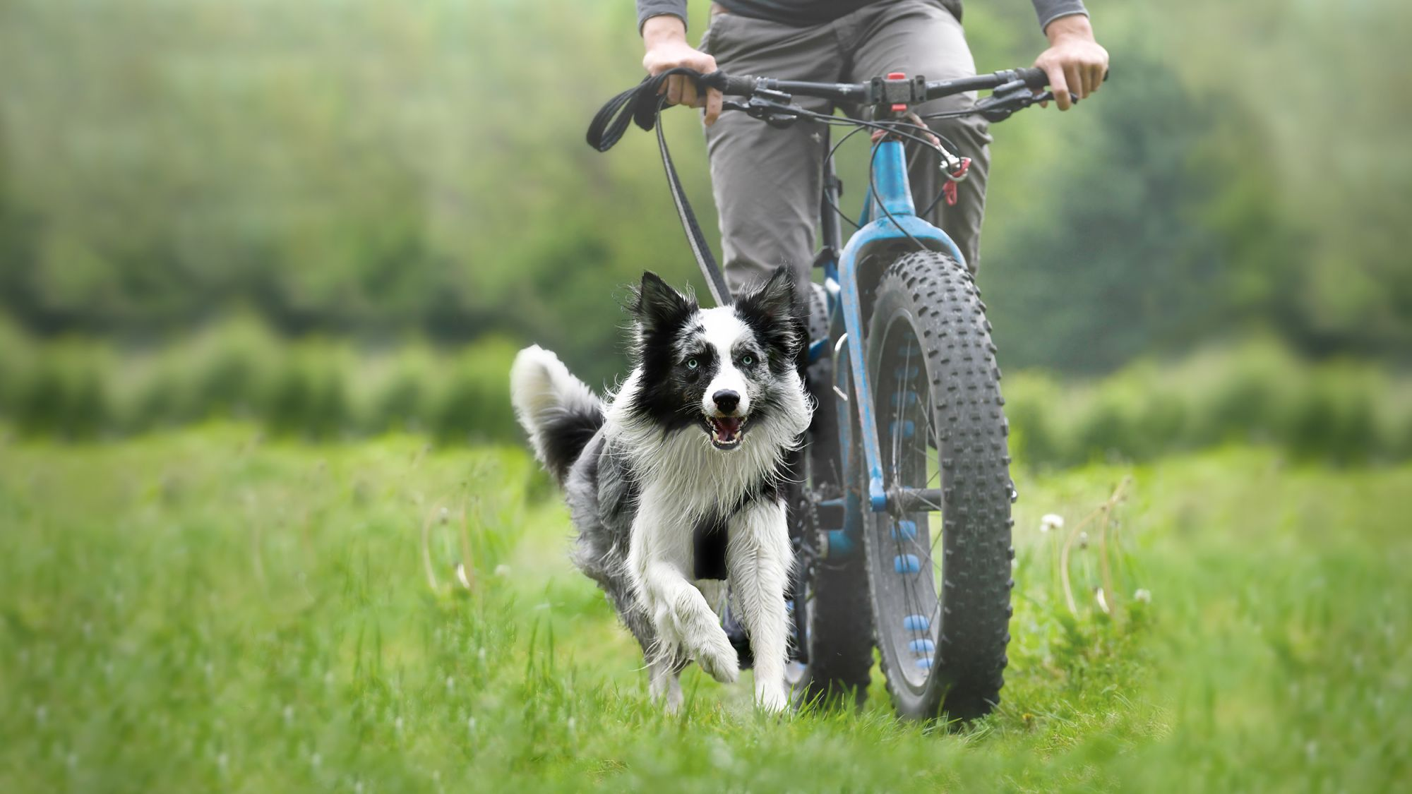 Cycling with dog on lead hotsell