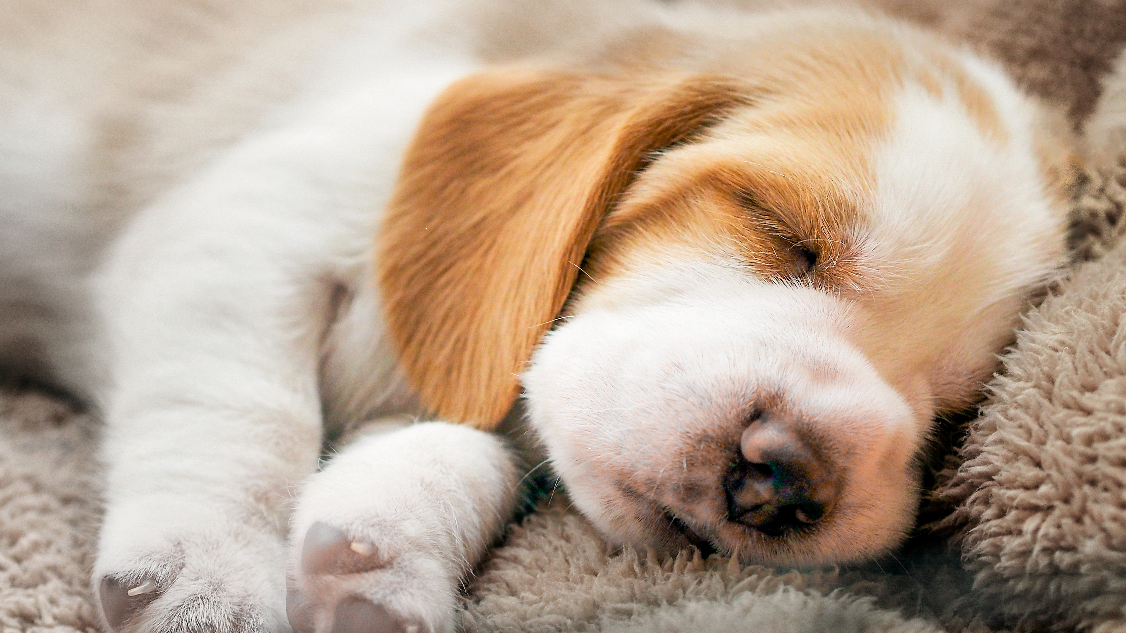 Beagle puppy sleeping on a soft blanket