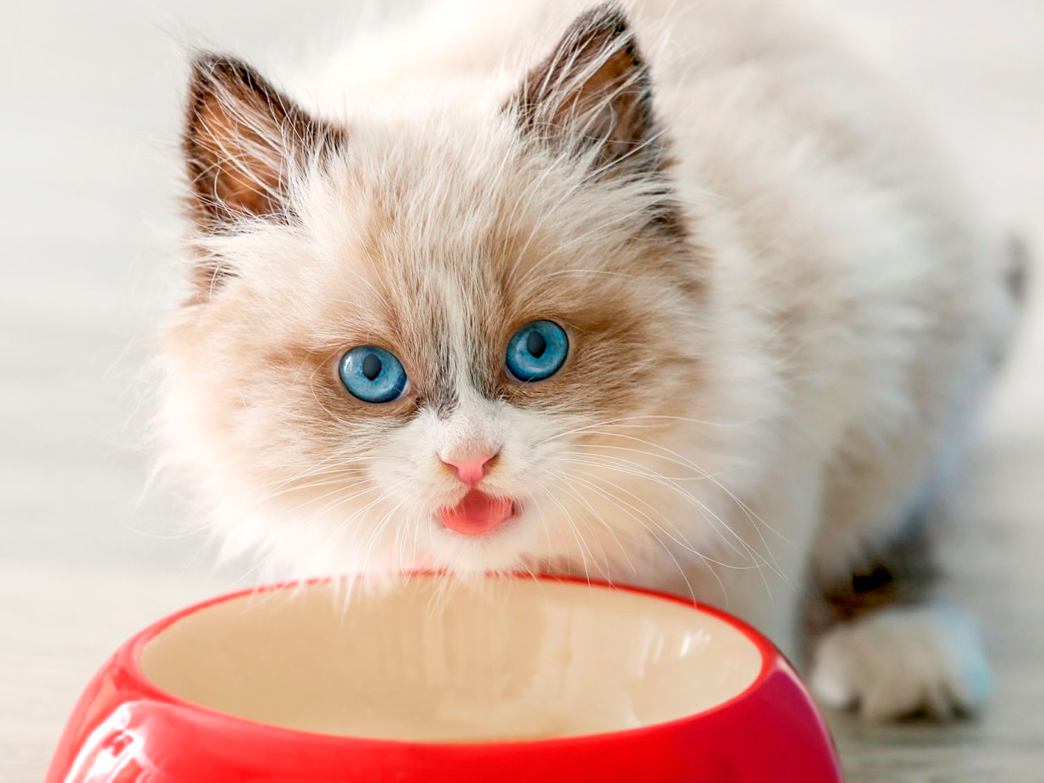 Sacred Birman kitten indoors eating from a red bowl