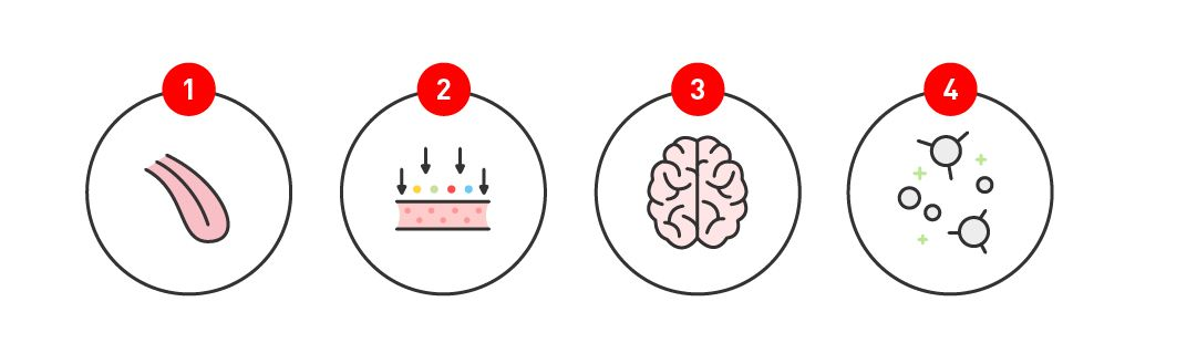 4 illustrations montrant les bienfaits des lipides