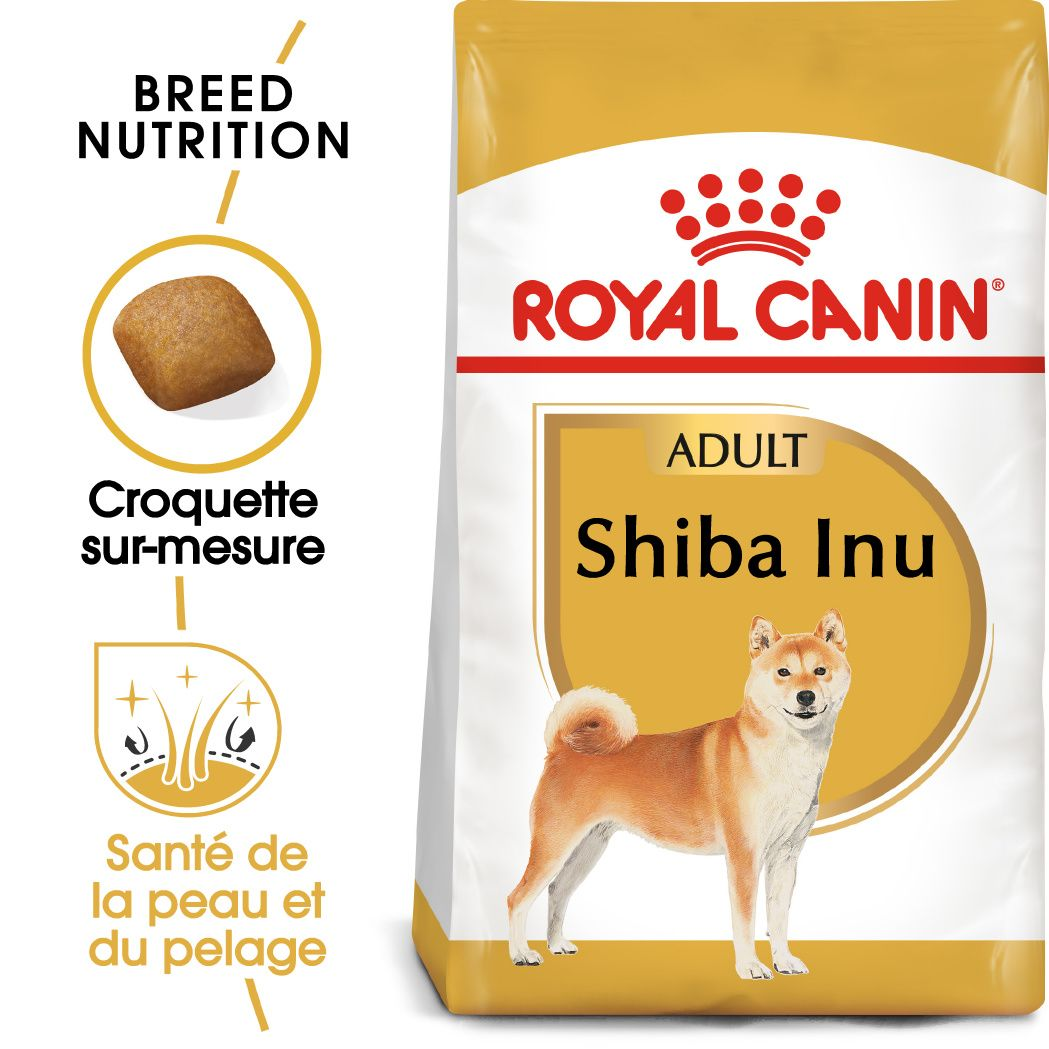 Shiba Inu Adulte