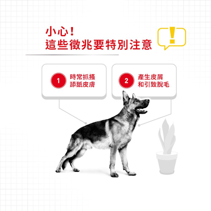 Royal-Canin-_大型犬皮膚舒緩加護配方_正方形_HK_02
