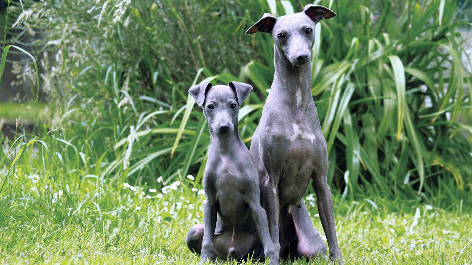 Royal canin 2025 italian greyhound